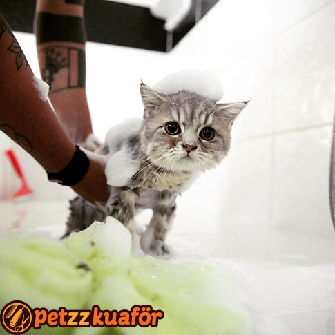 Kedi Kuaforu Istanbul Pet Trasi Ve Bakim Salonu